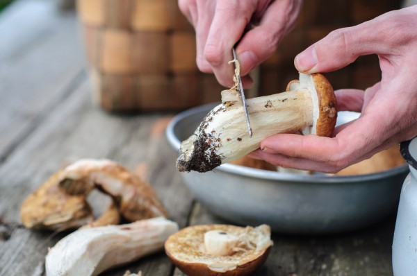 Buisvormige champignons reinigen