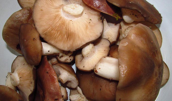 Ingemaakte Champignons