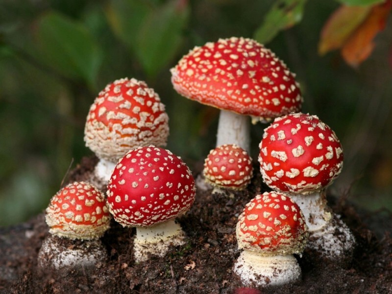 Aktive komponenter i fly agaric