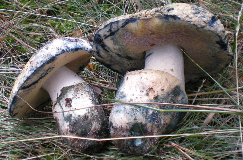 Mycelium van gyropoorus blauwachtig