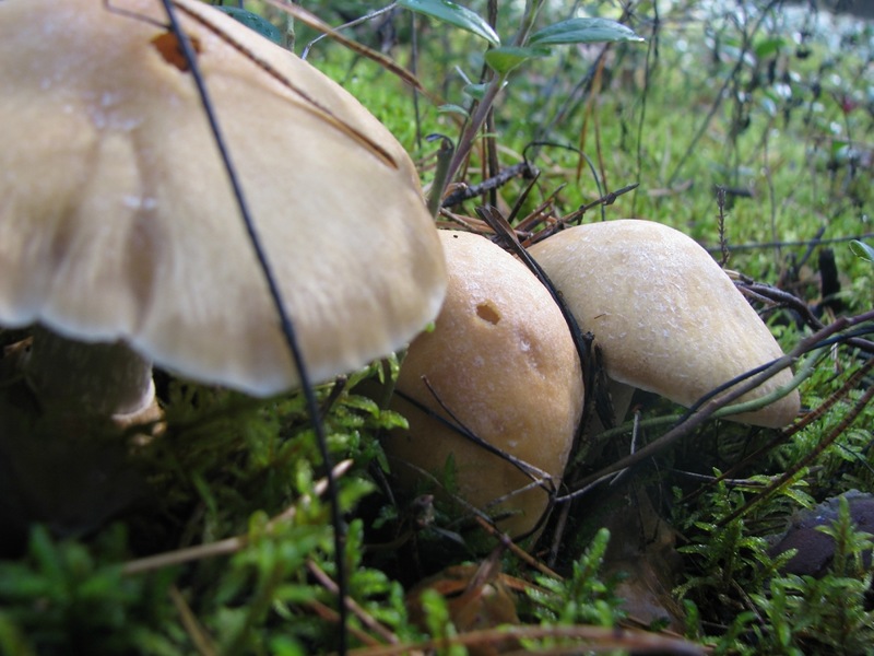 Mga Lugar ng Paglago ng Mushroom