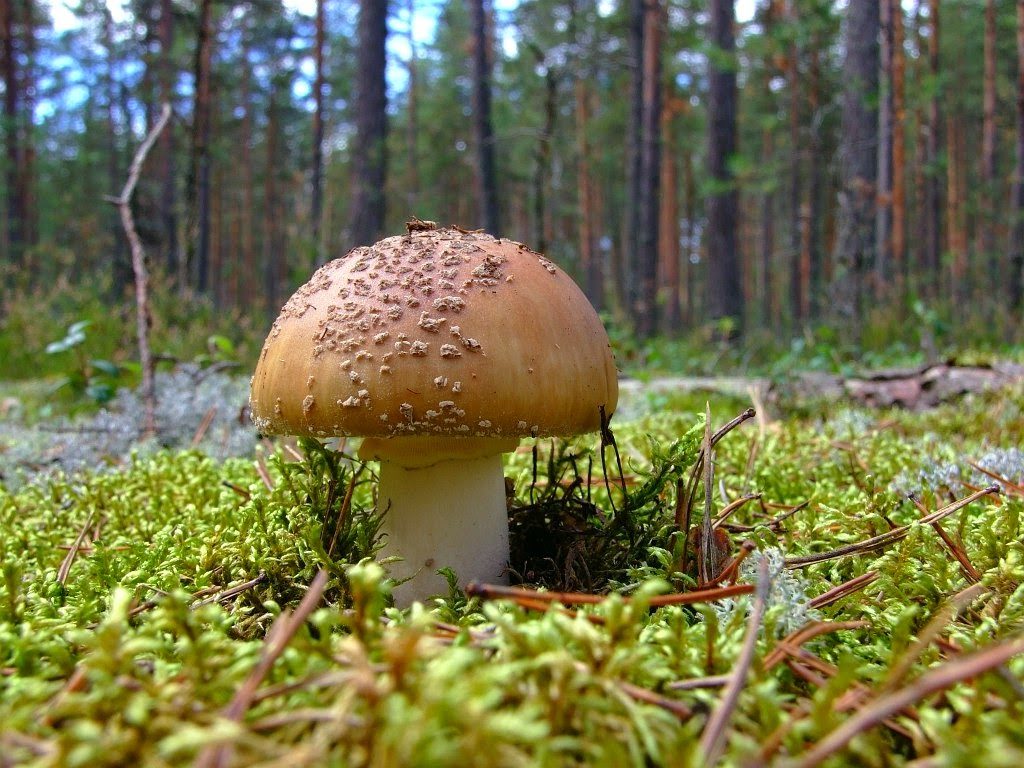 Fly agaric