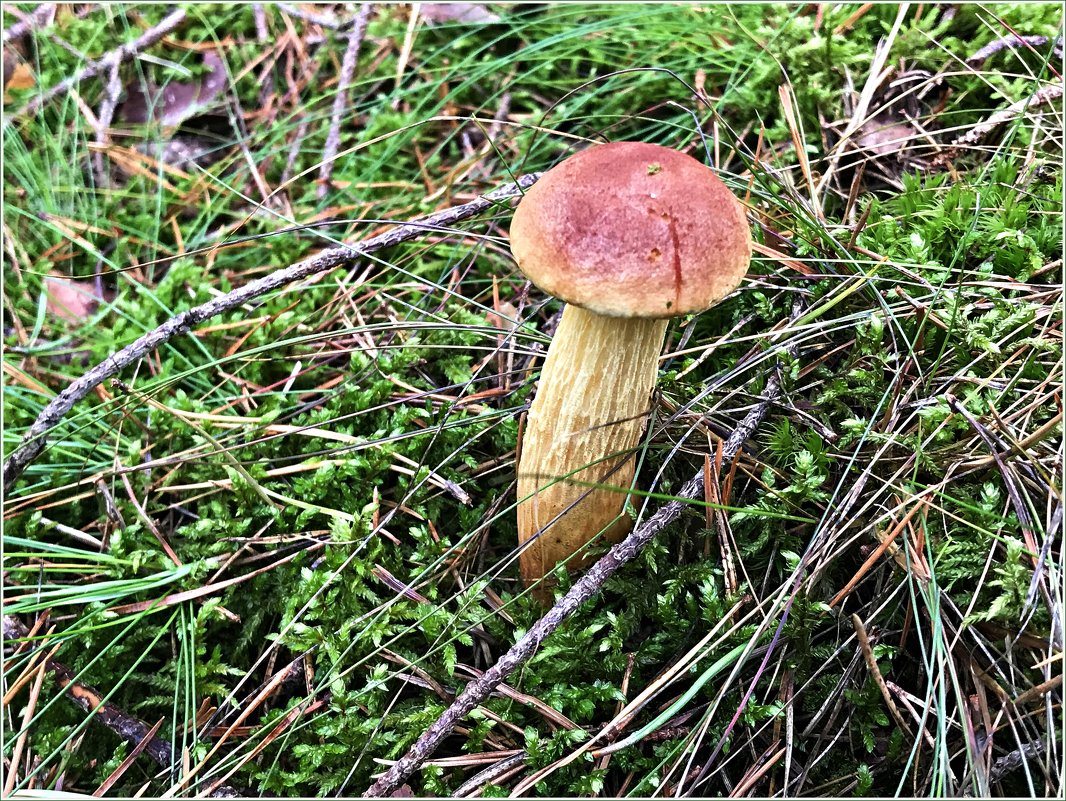 Gouden Boletus