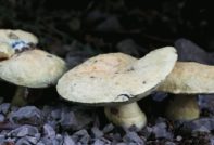 Paddestoelen blauwe plek