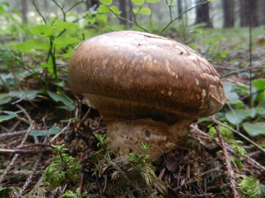 Imperial champignon