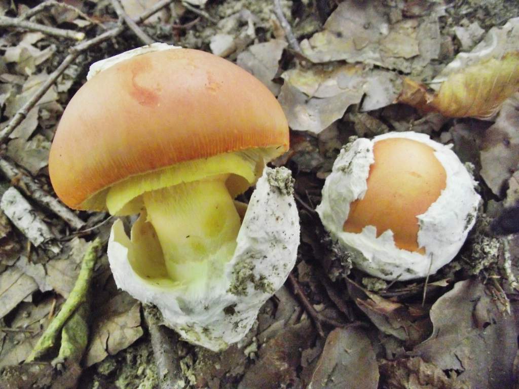 Morphology ng fungus