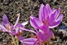 Colchicum høst eller colchicum