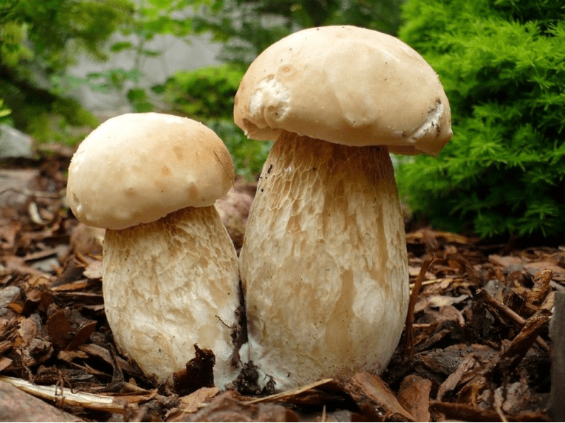 Cep