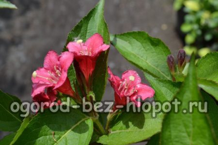 Weigela grade Bristol Ruby