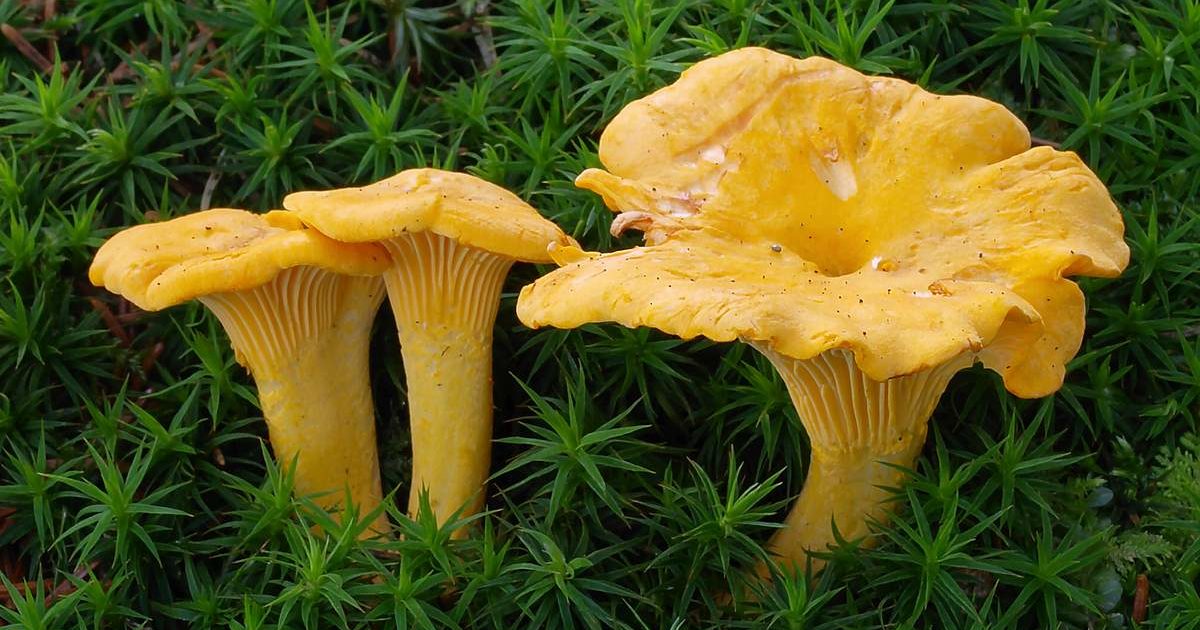 Chanterelles