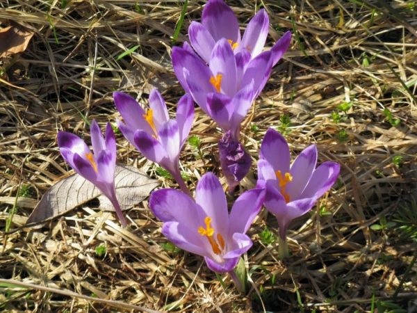 Geifel's Crocus