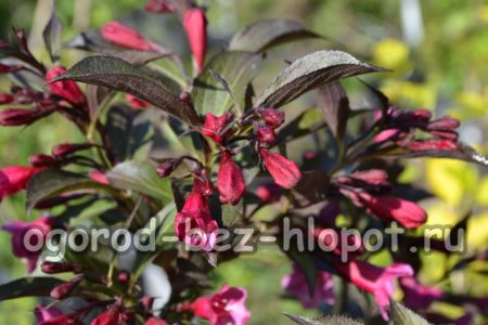 Weigela Foliis Purpureis