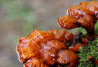 Reishi-paddestoel