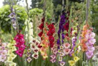 Hvordan tilberede gladioli for vinteren