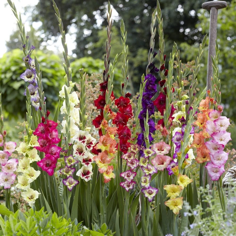 Hvordan tilberede gladioli for vinteren