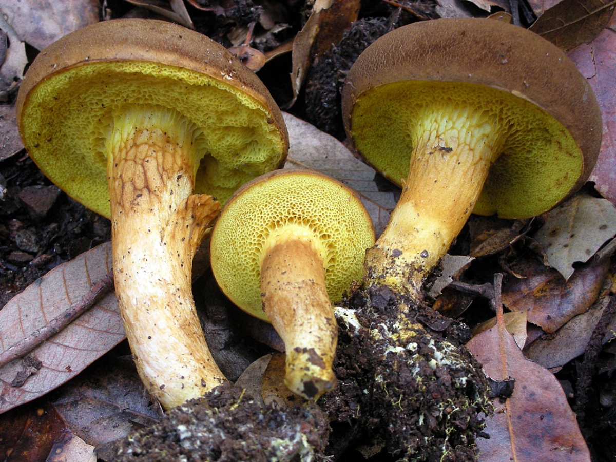 Regels voor de bereiding van champignons