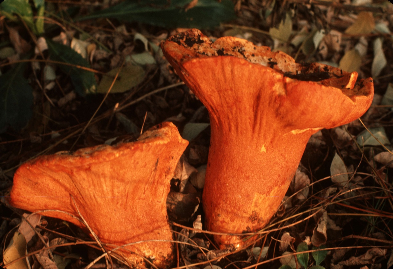 Hypomyces lacteal