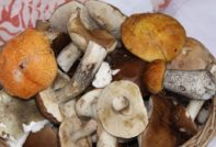 Boletus og boletus