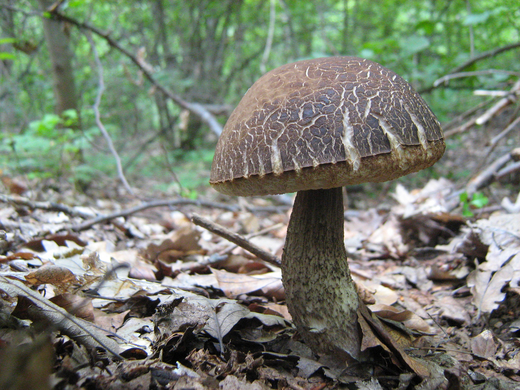 leccinum griseum