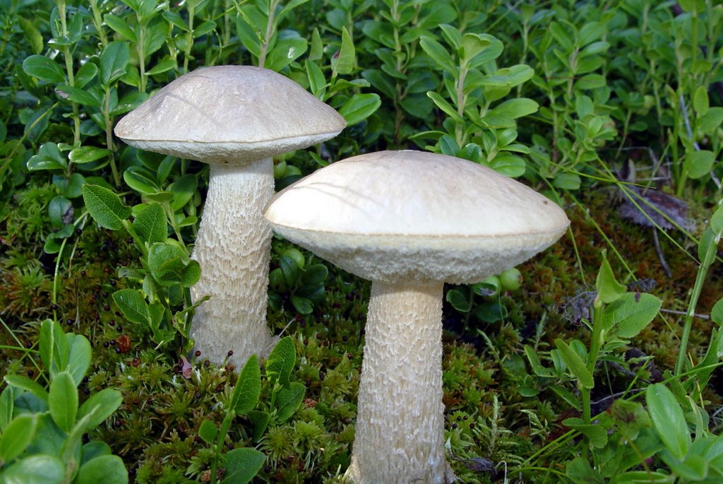 Hvit boletus