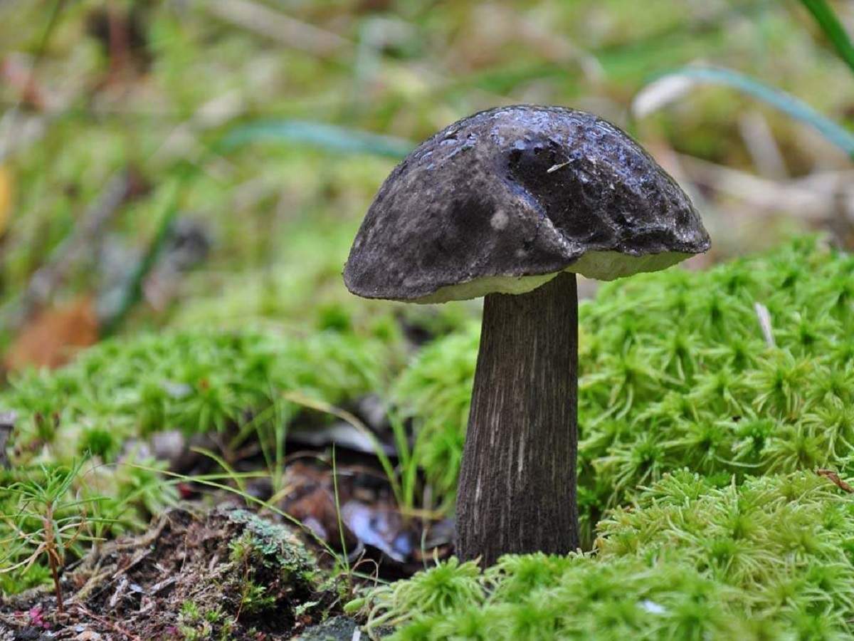 Zwarte boletus