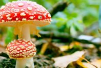 Fly agaric