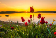 Wanneer en hoe tulpen in de herfst te planten