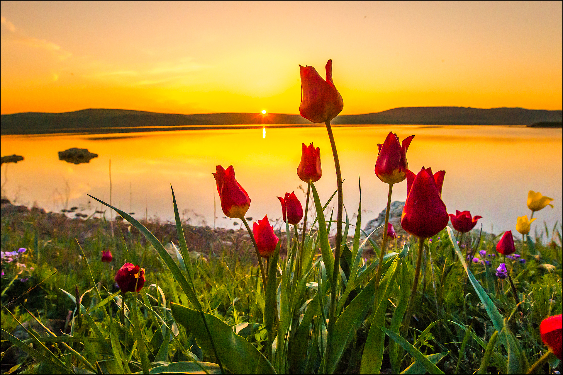 Wanneer en hoe tulpen in de herfst te planten