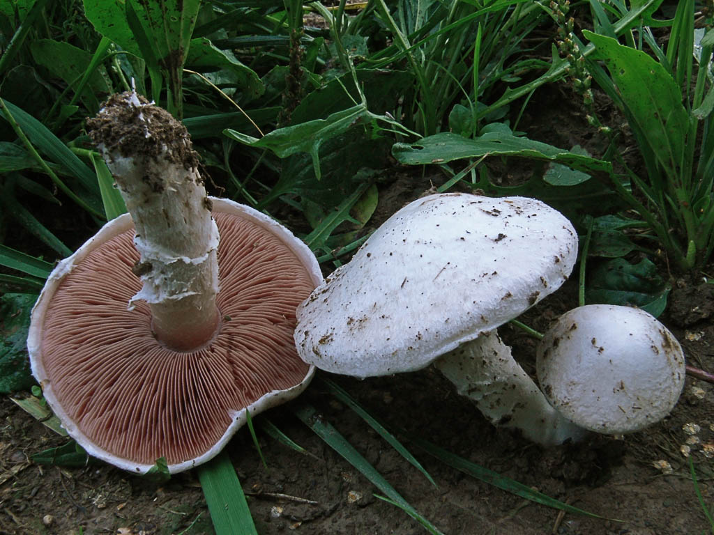 Meadow champignon