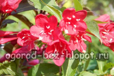 Weigela Red Prince