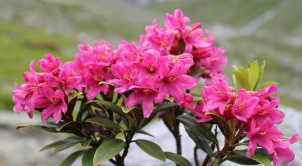 rhododendron