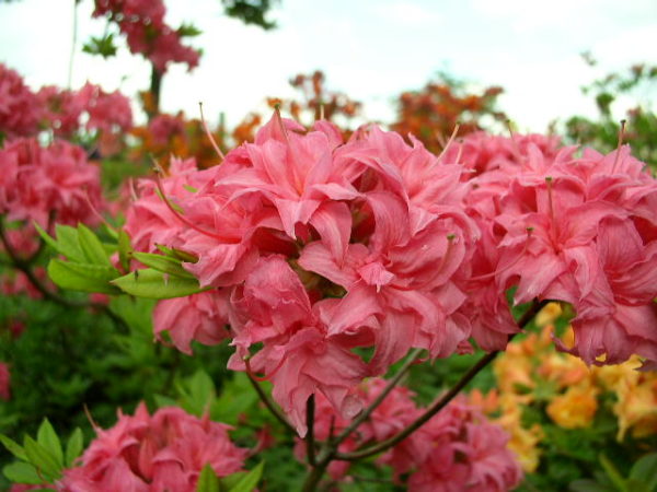 bladverliezende rododendron