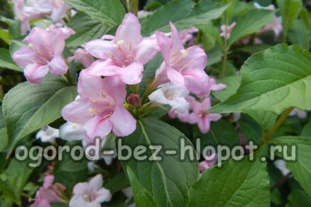 Iba't ibang Weigela Rosea