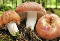 russula