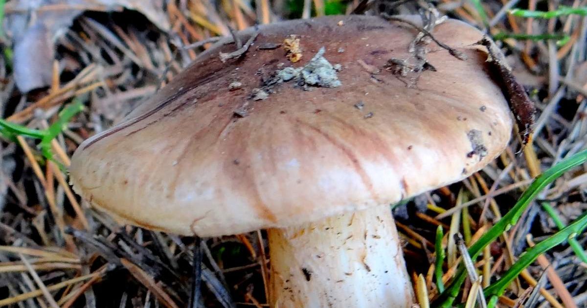 blewits