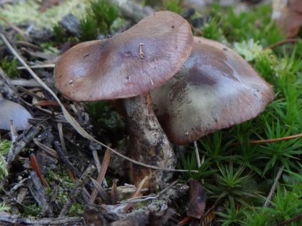 blewits