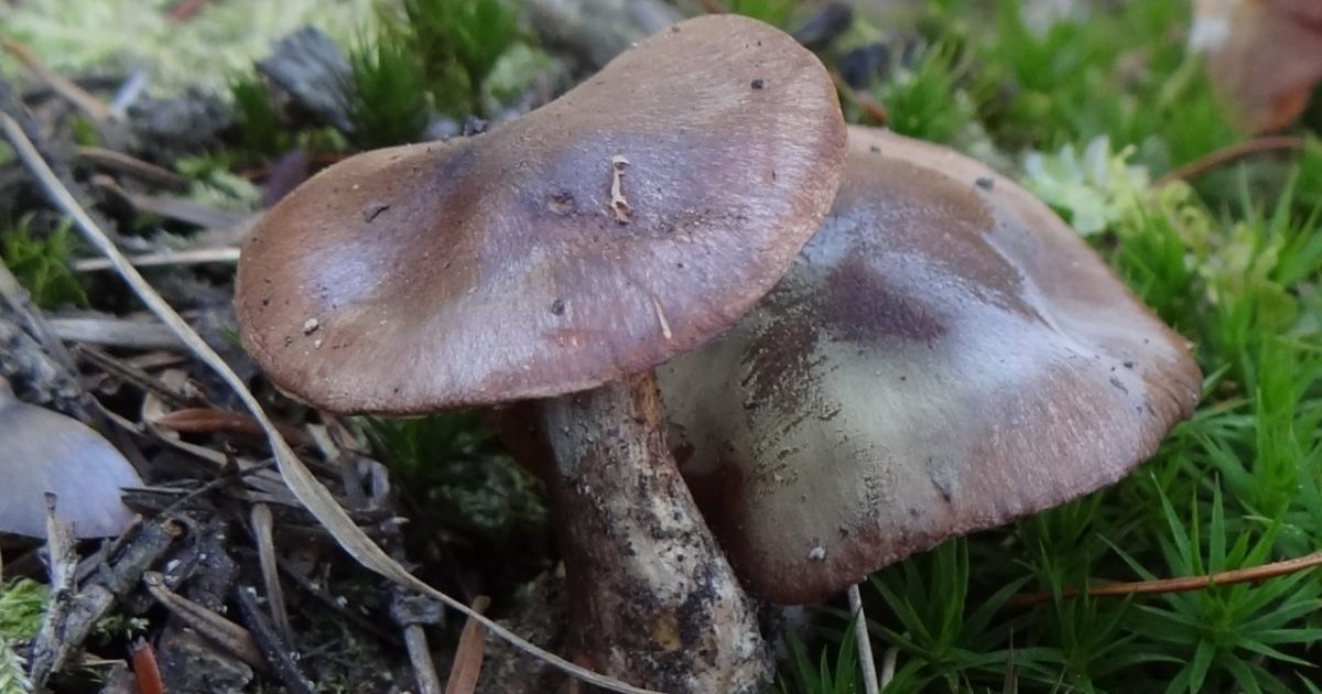 blewits