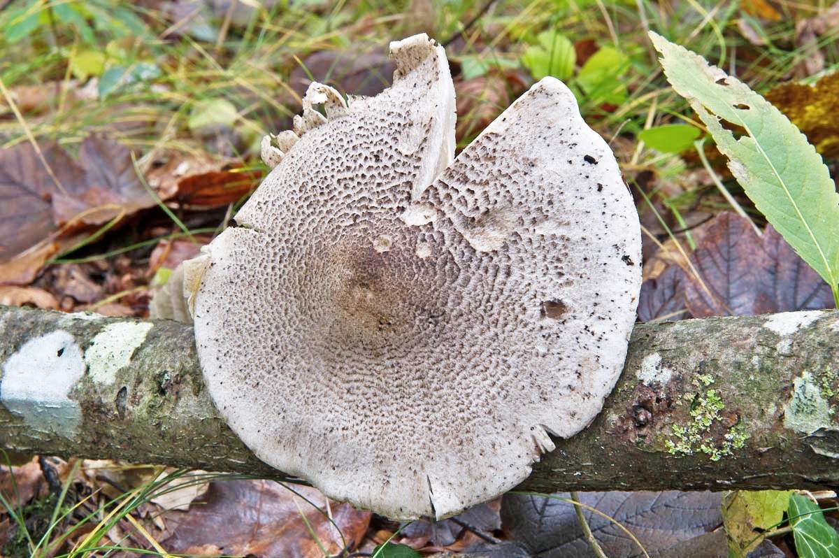 blewits leopard