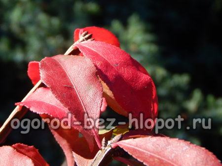 bevinget euonymus