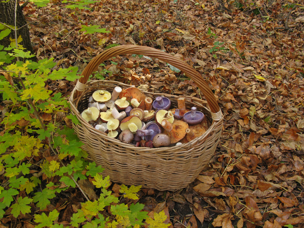 Koleksyon ng mga mushroom saffron