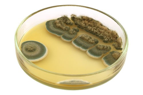 penicillium