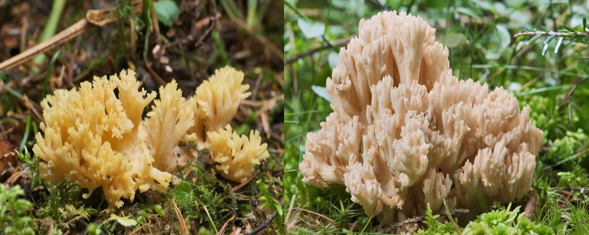 De verschillen tussen de mooie en gele ramaria