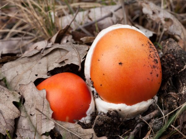 Caesar paddestoelen plukken