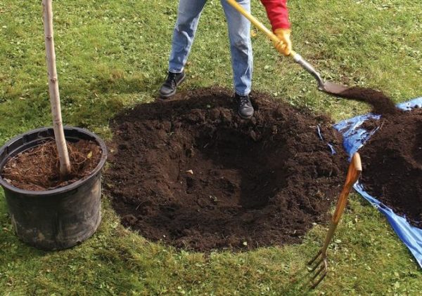 we planten zoete kersen