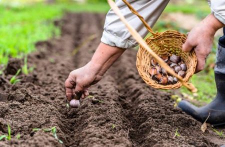 Wanneer moet je knoflook planten?