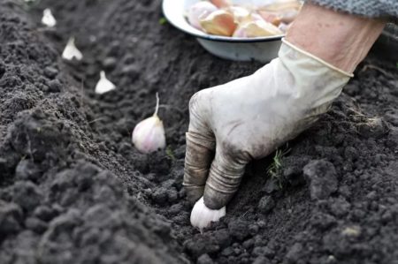 Aanplant Winter Knoflook