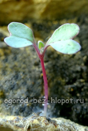 blomkål frøplanter