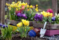 bulbous flowers