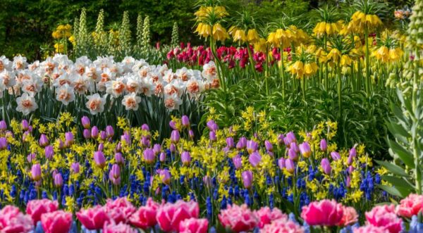 bulbøse blomster