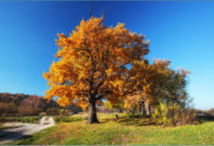 Che aspetto ha la quercia in autunno?